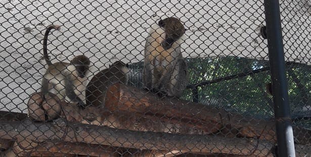 маймуни в зоопарка